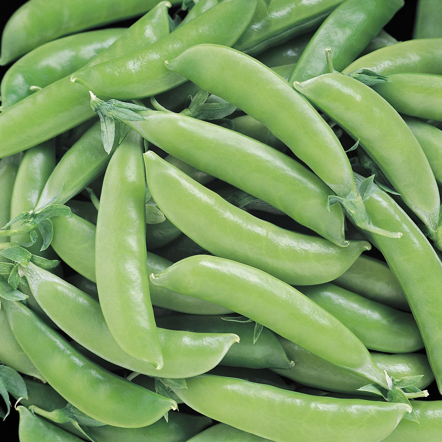 SUPER SUGAR SNAP - Image 2