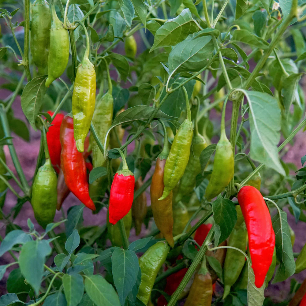 AJI RICO - Image 2