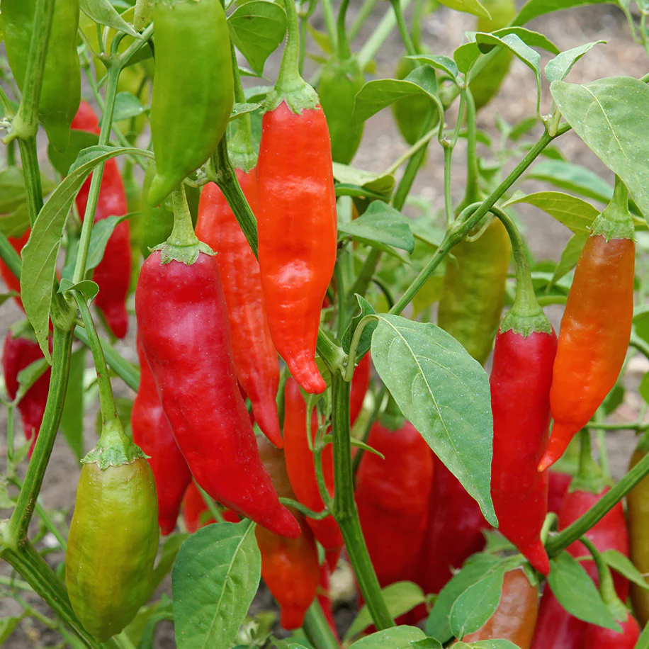 AJI RICO - Image 3