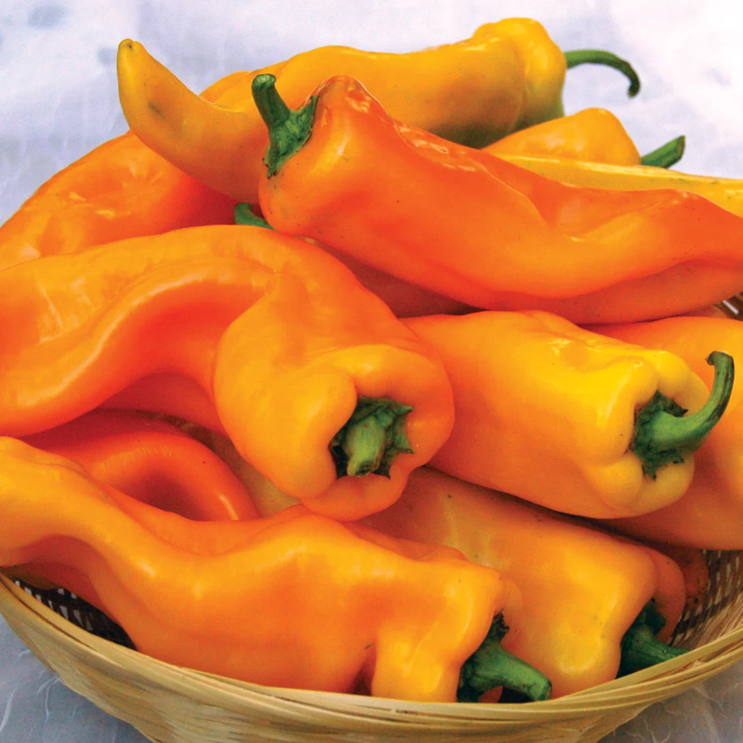 GATHERER'S GOLD SWEET ITALIAN