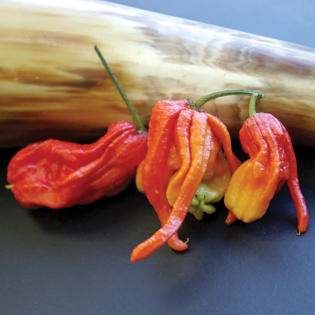 GHOST (BHUT JOLOKIA) - Image 2
