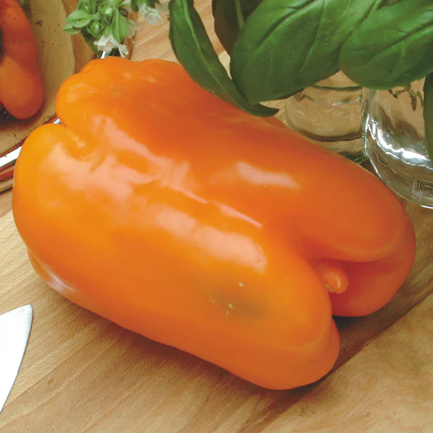GOURMET - Image 3