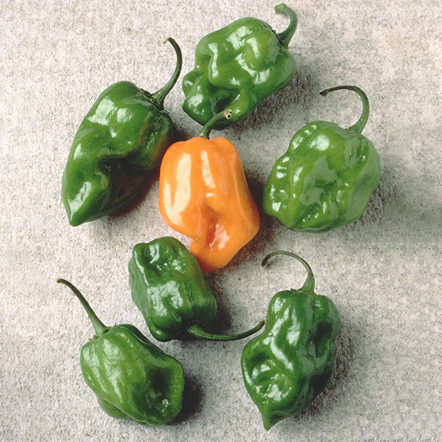 HABANERO - Image 2