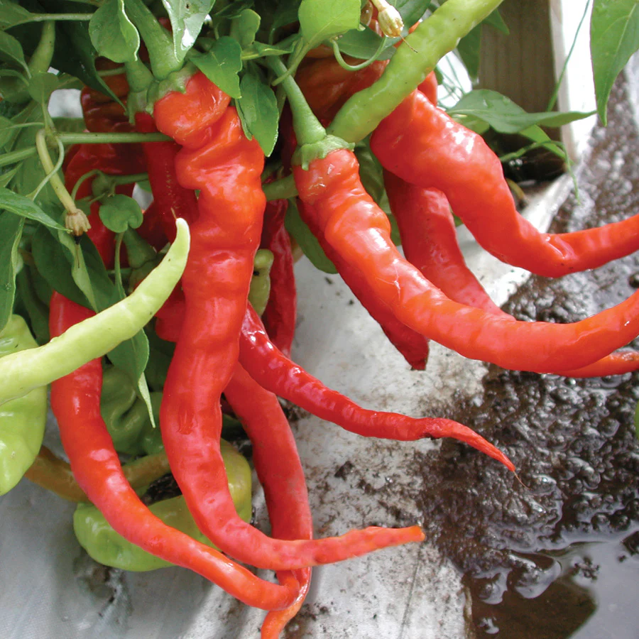 ITALIAN PEPPERONCINI