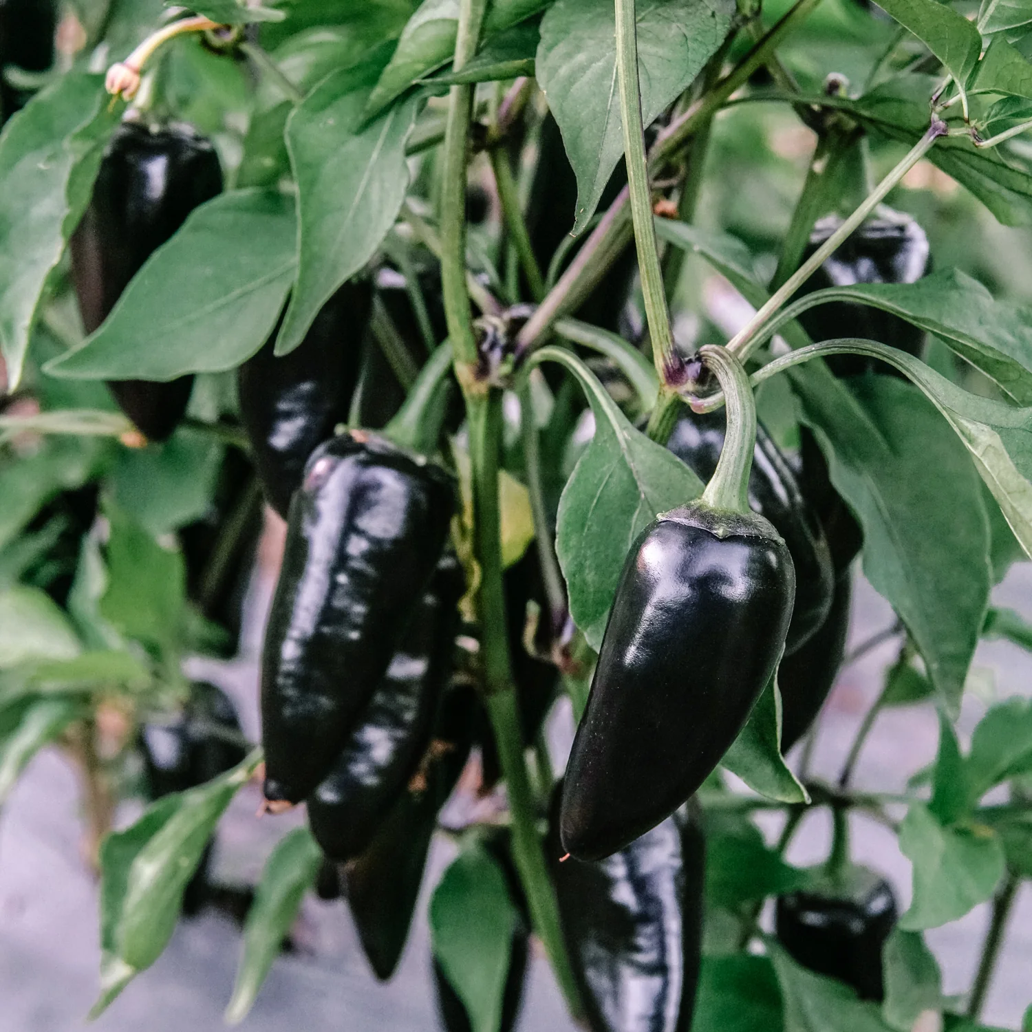 PURPLE JALAPEÑO - Image 3