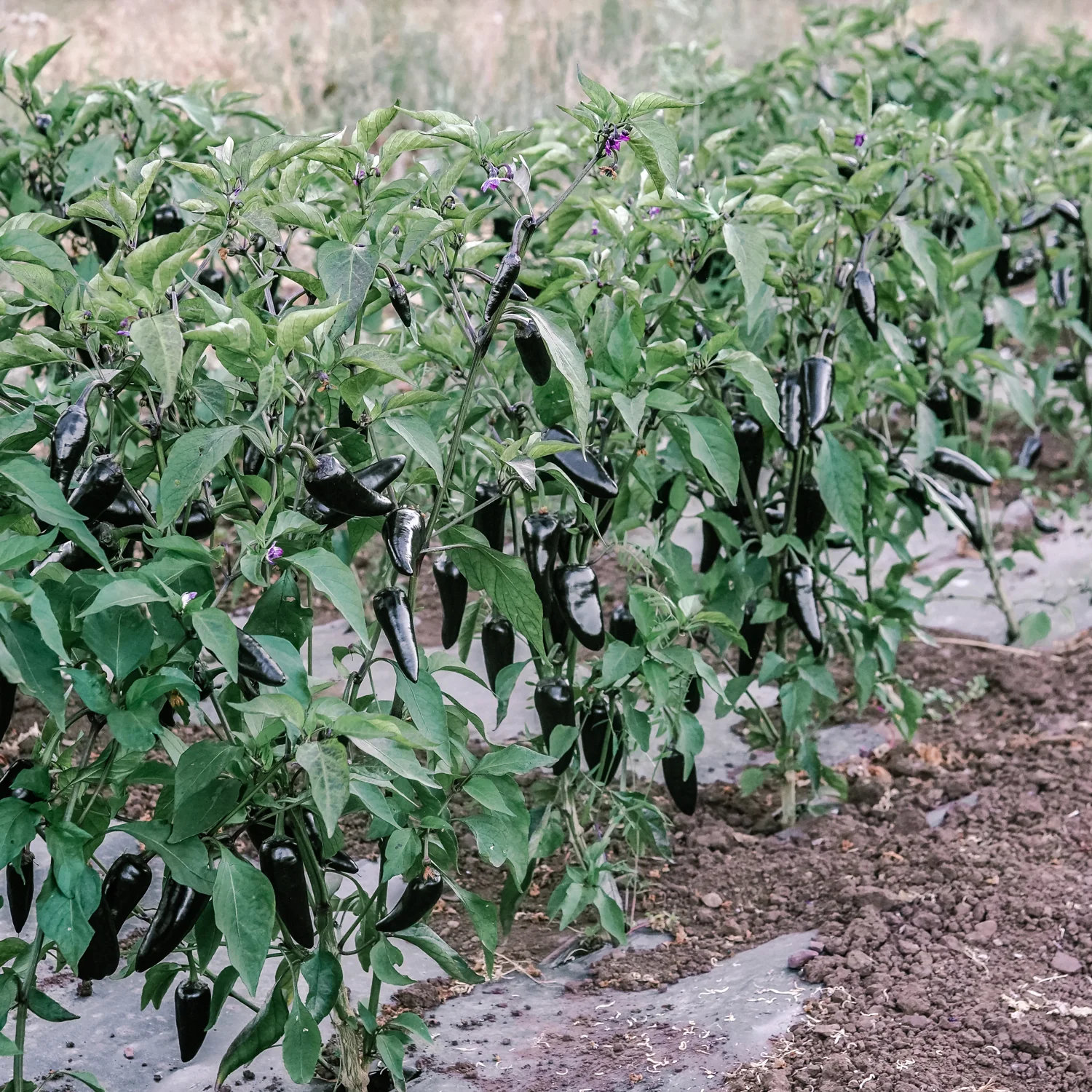 PURPLE JALAPEÑO - Image 4