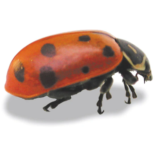 LADYBUGS