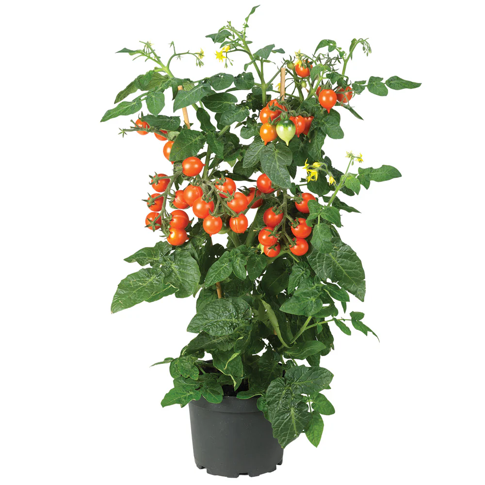 PILLAR™ CATCH ORANGE - Image 5