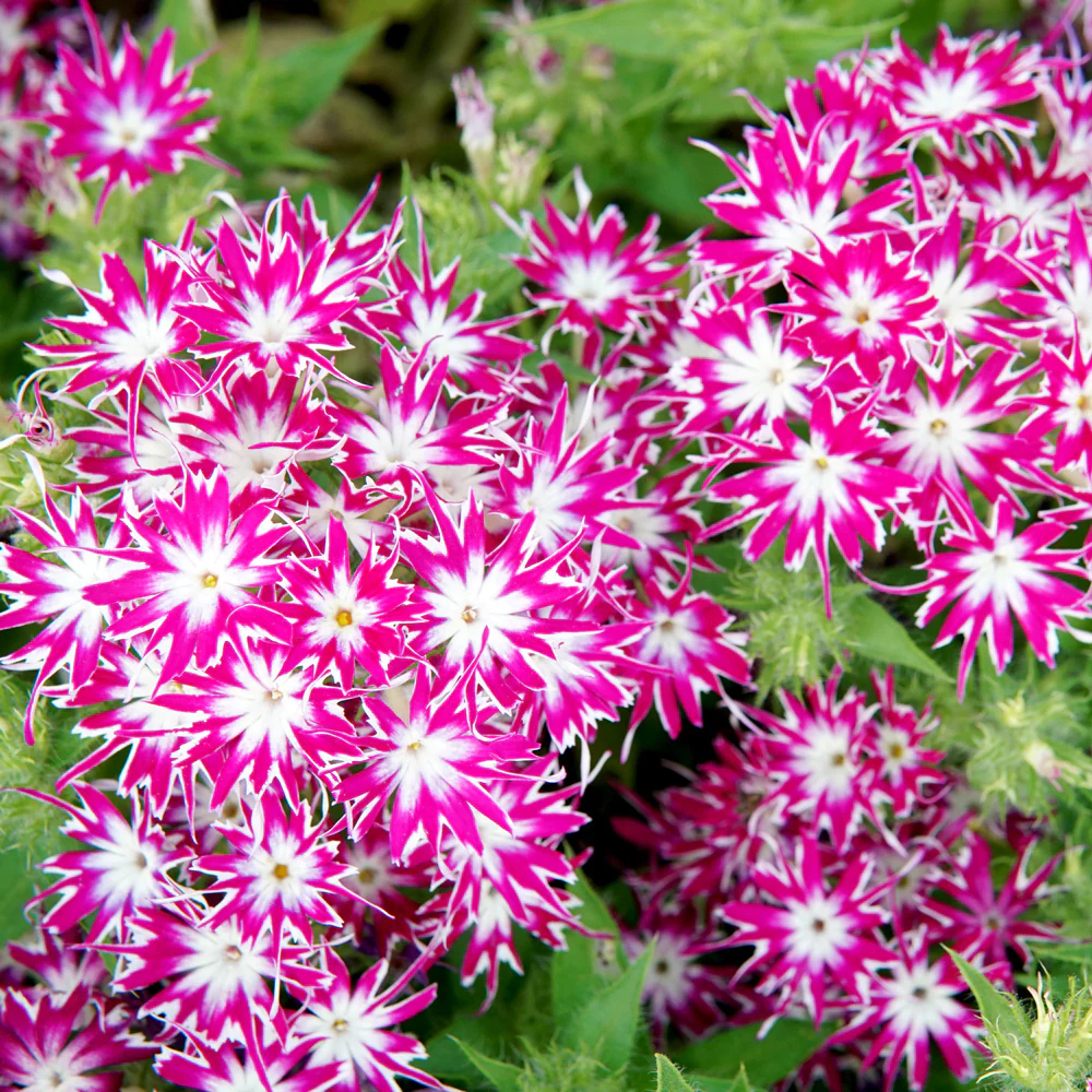 POPSTARS PURPLE WITH EYE