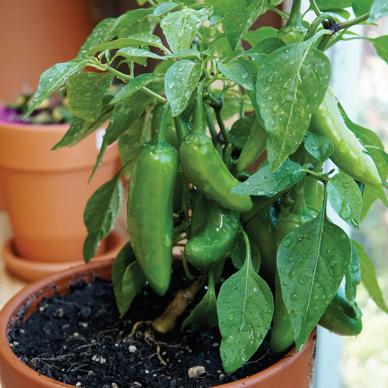 POT-A-PEÑO