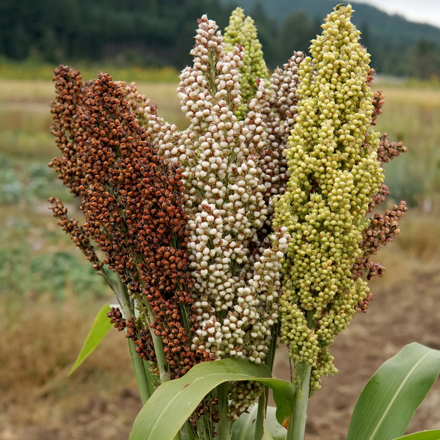 PRAIRIE PEARLS MIX - Image 2