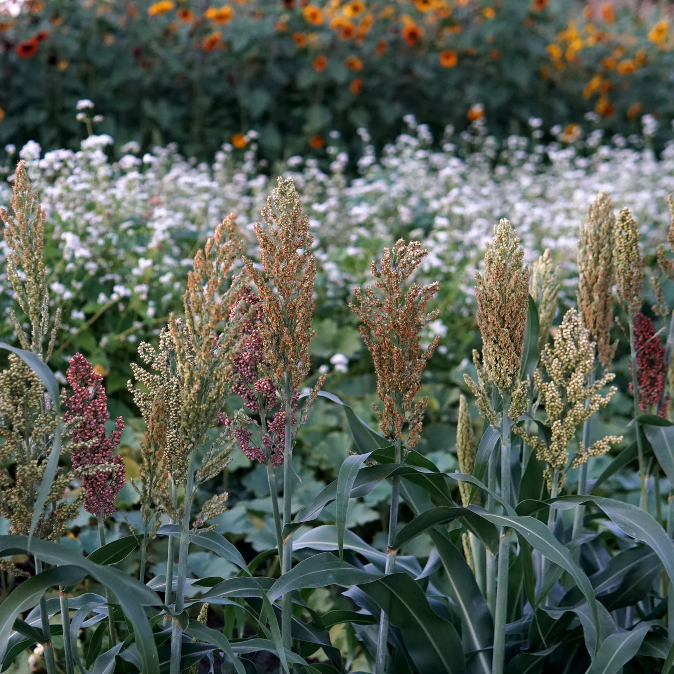 PRAIRIE PEARLS MIX - Image 3