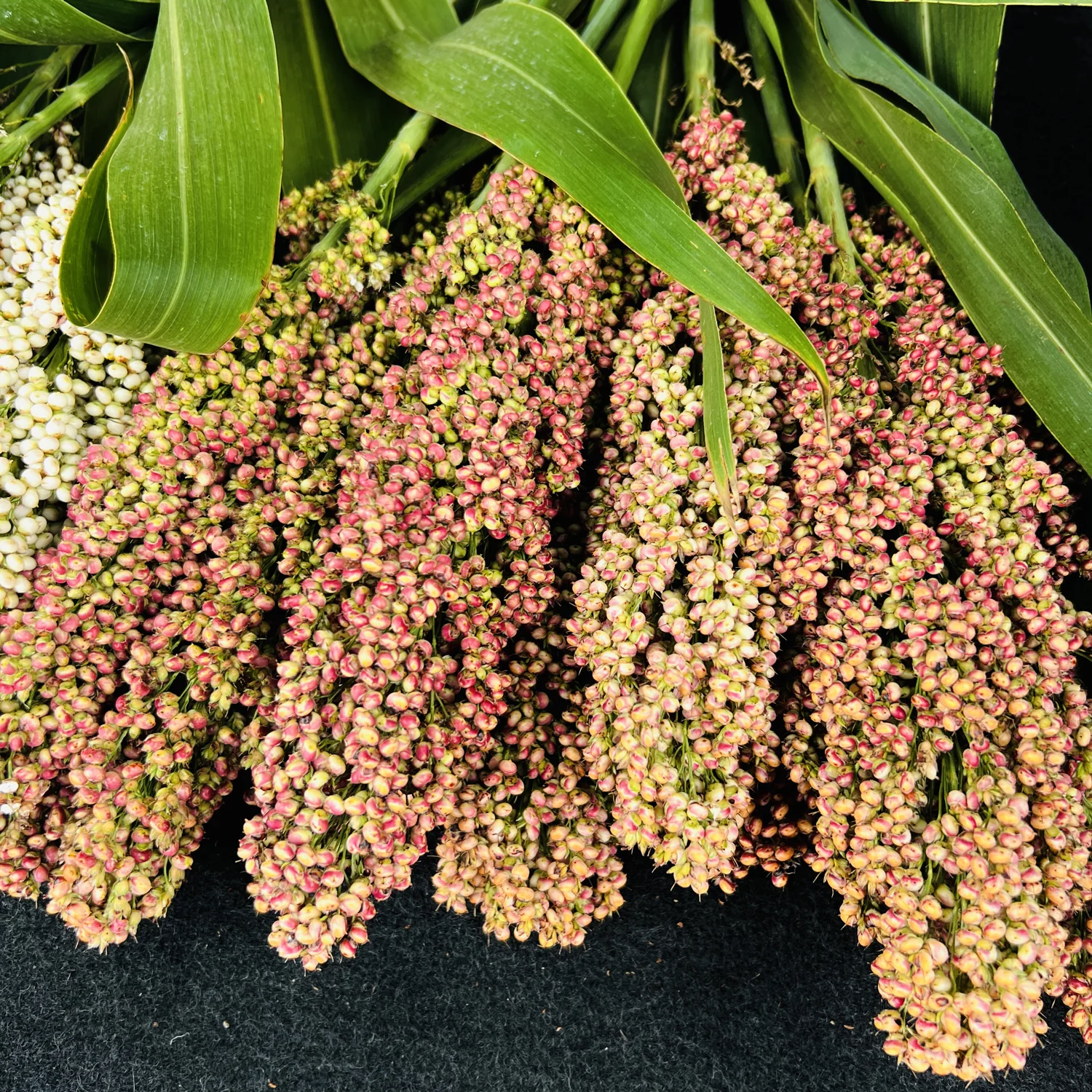 PRAIRIE PEARLS MIX - Image 4