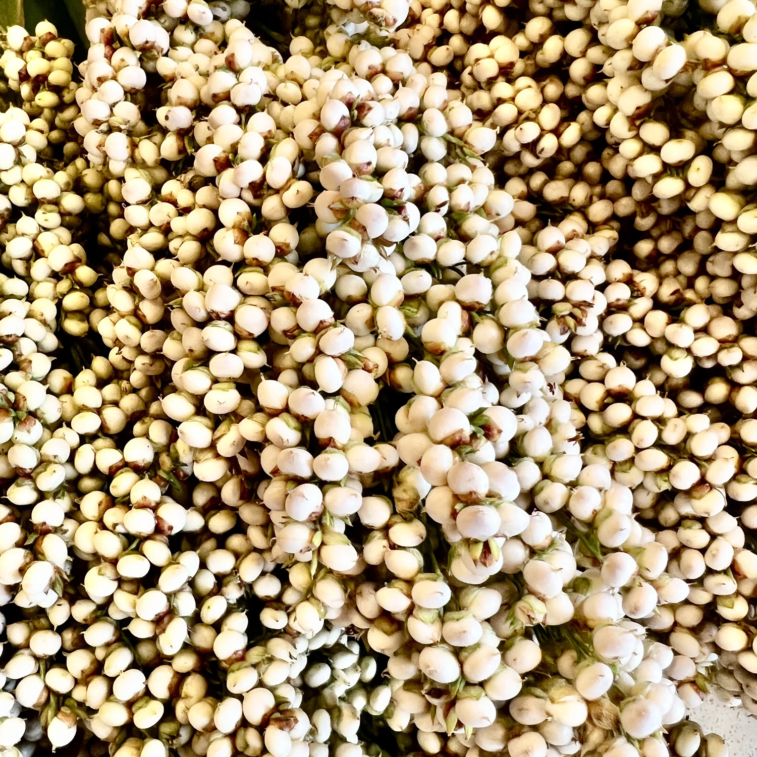 PRAIRIE PEARLS MIX - Image 5