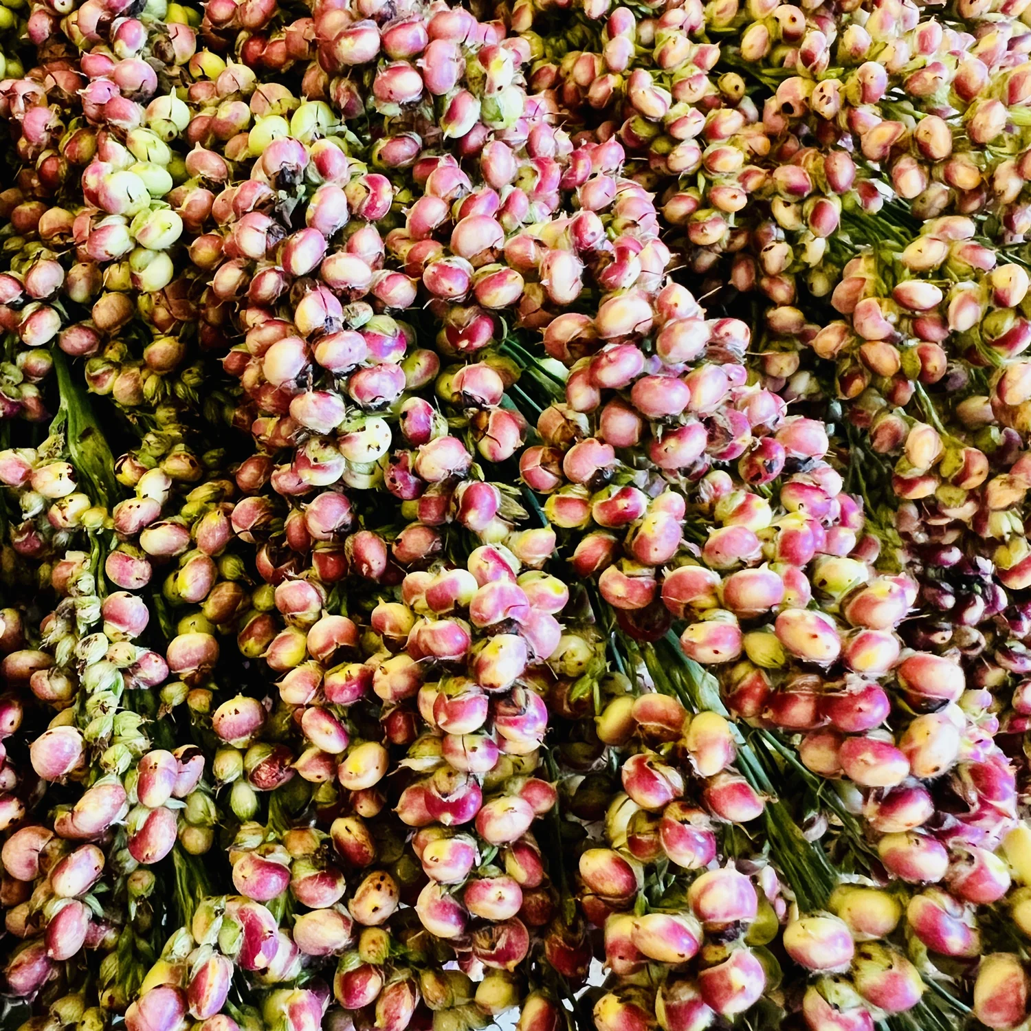 PRAIRIE PEARLS MIX - Image 6