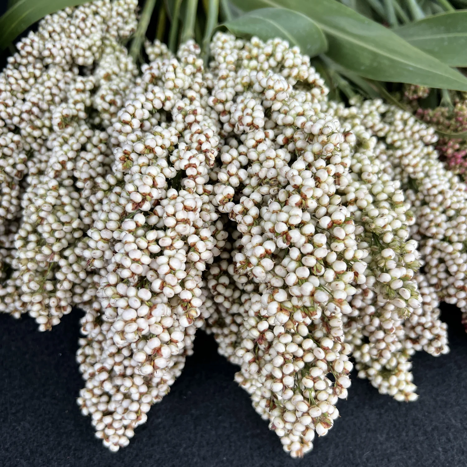 PRAIRIE PEARLS MIX - Image 7