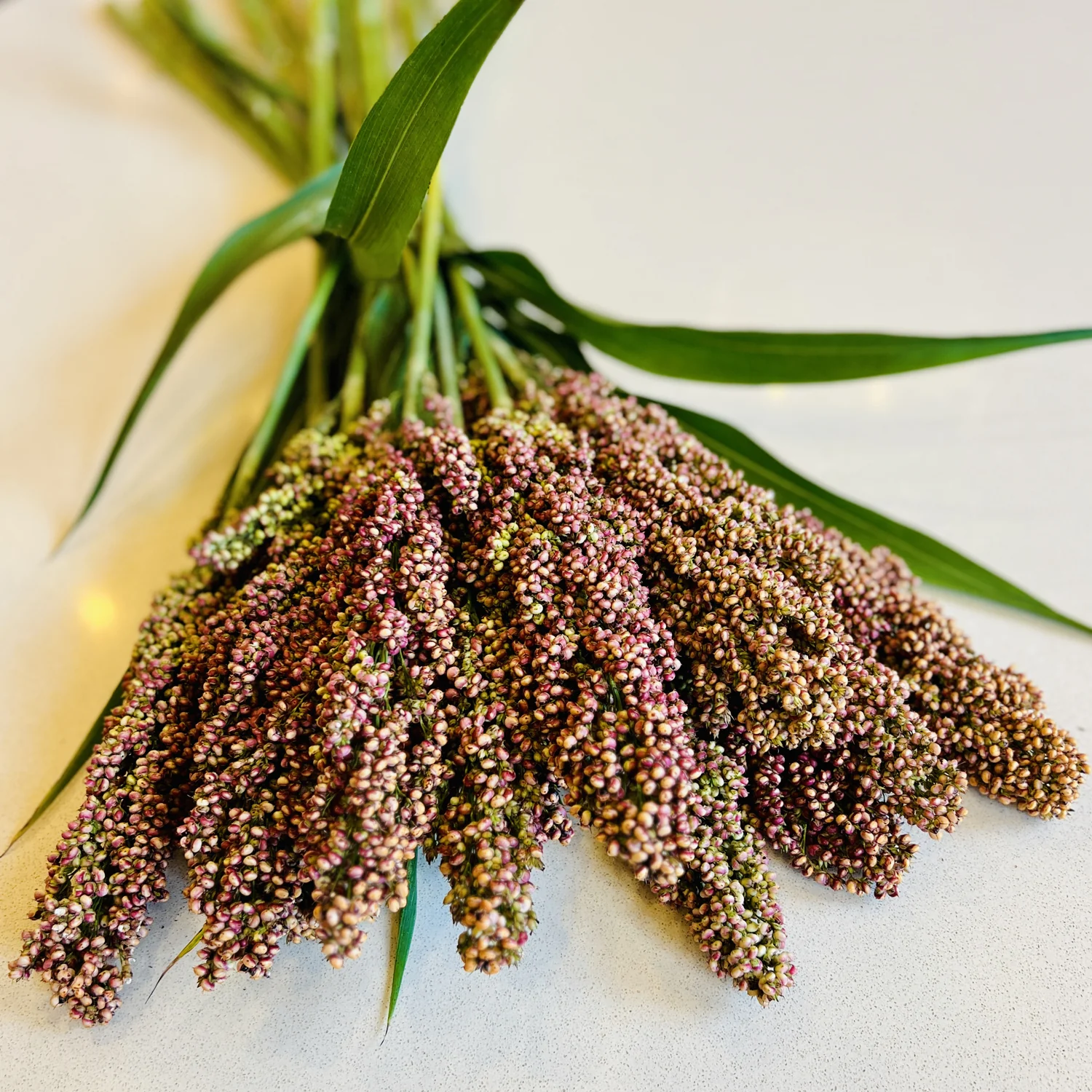 PRAIRIE PEARLS MIX - Image 8
