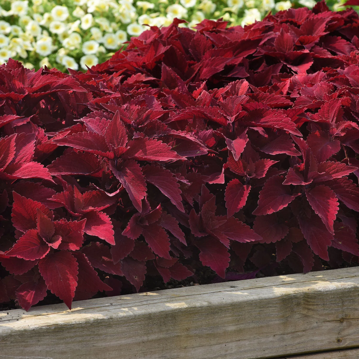 PREMIUM SUN SWEET PAPRIKA™ - Image 3