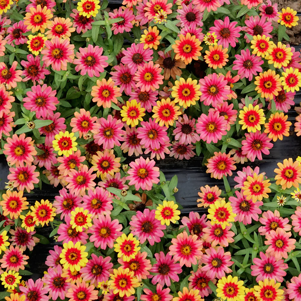 PROFUSION RED YELLOW BICOLOR - Image 3