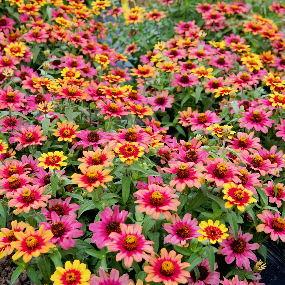 PROFUSION RED YELLOW BICOLOR - Image 4