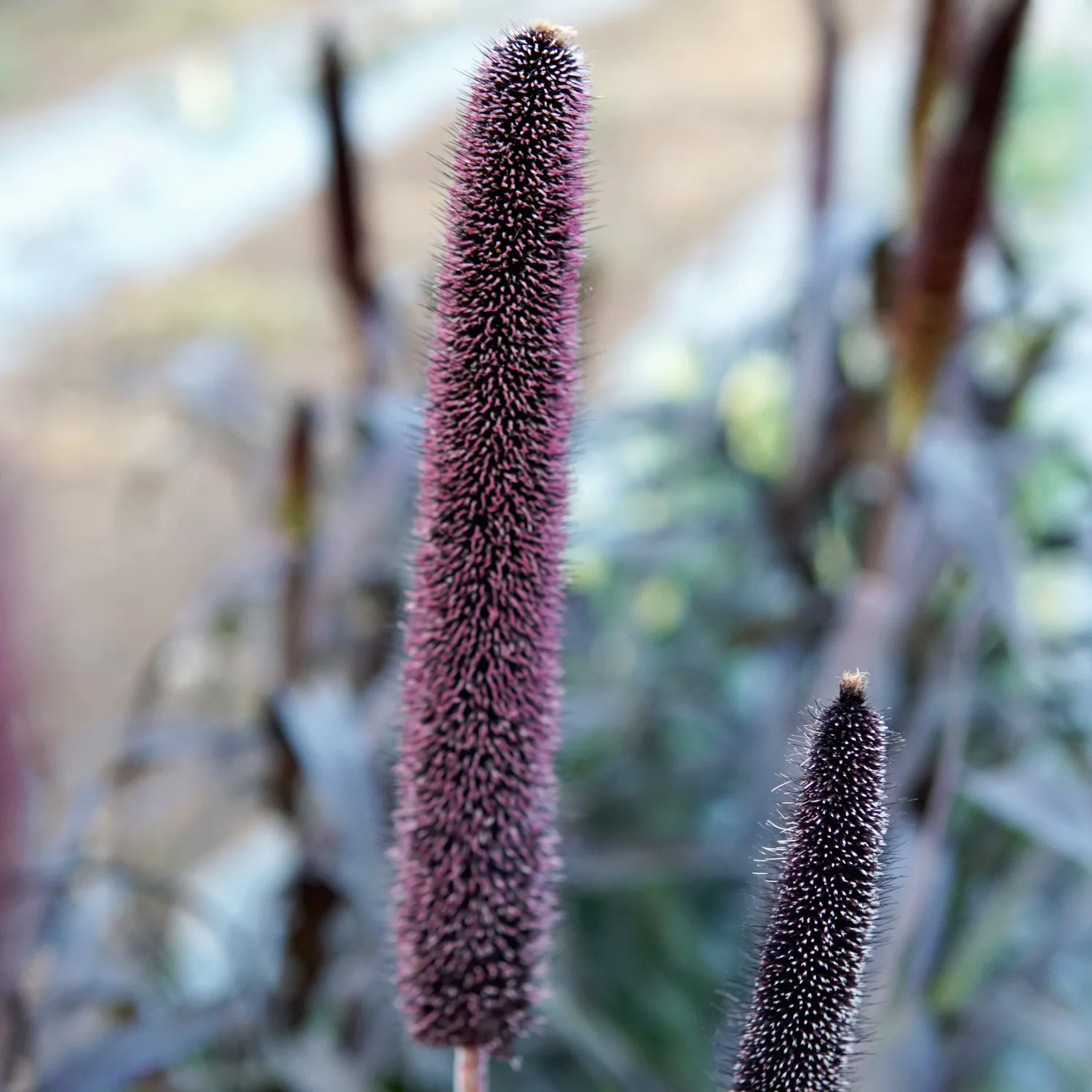 PURPLE MAJESTY - Image 2