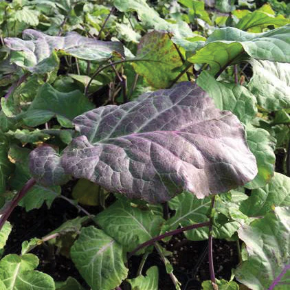 PURPLE TREE COLLARDS