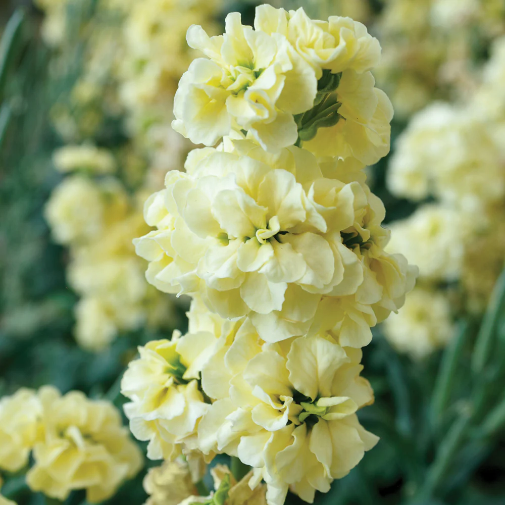 QUARTET DEEP YELLOW
