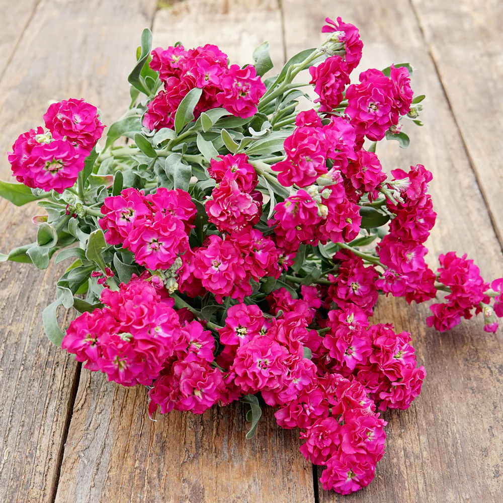 QUARTET RED