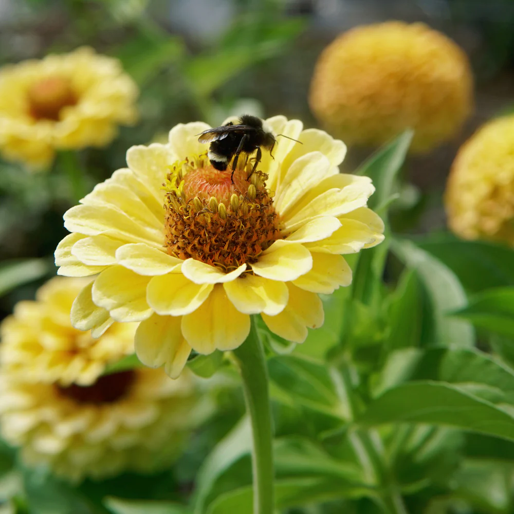 QUEEN LEMON PEACH - Image 3