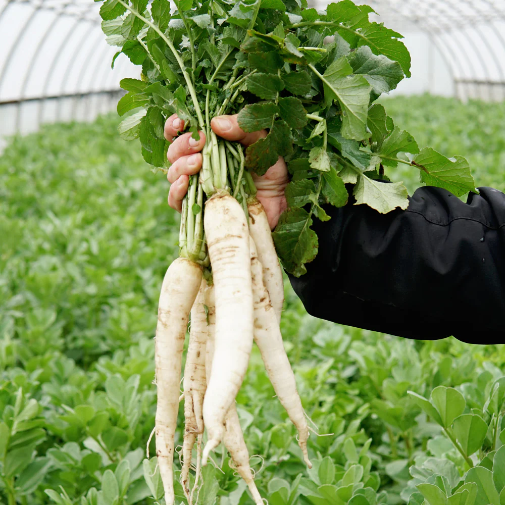 GROUNDHOG DAIKON RADISH
