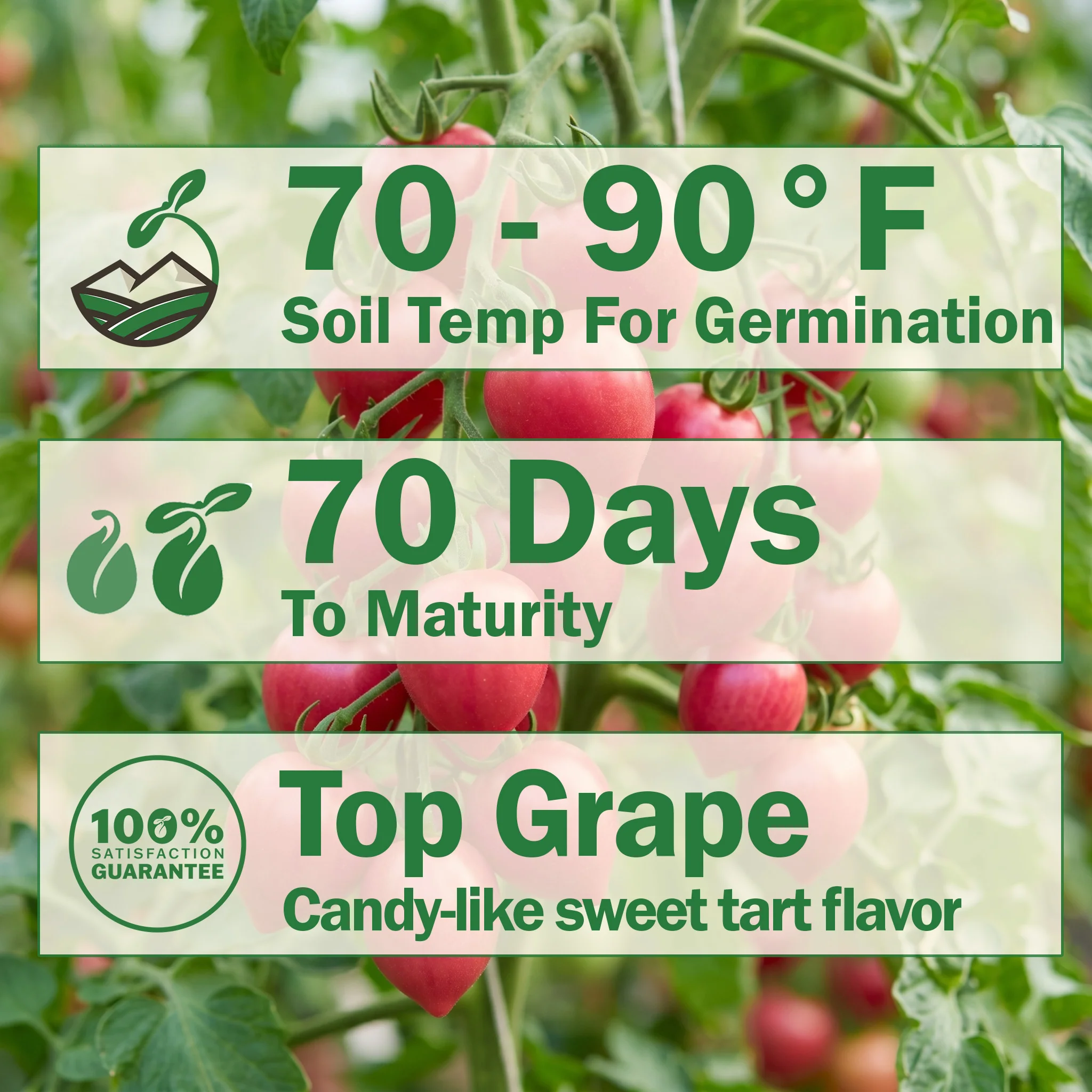 RASPBERRY DROP - Image 2