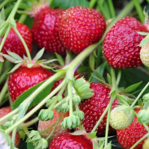 RASPYBERRY
