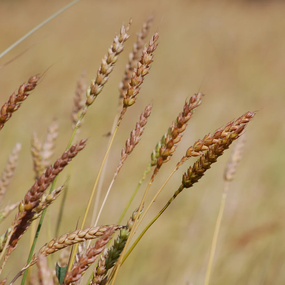 RED FIFE WHEAT - Image 3