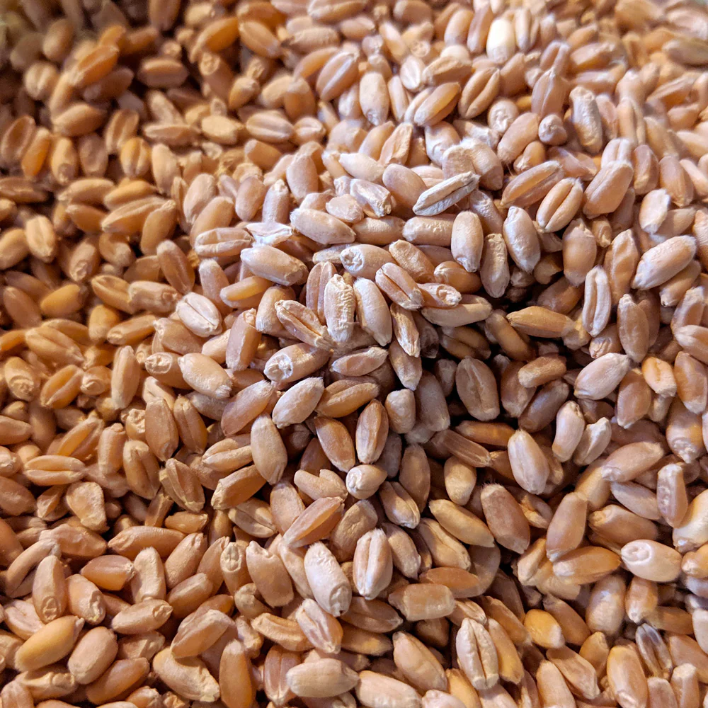 RED FIFE WHEAT - Image 4