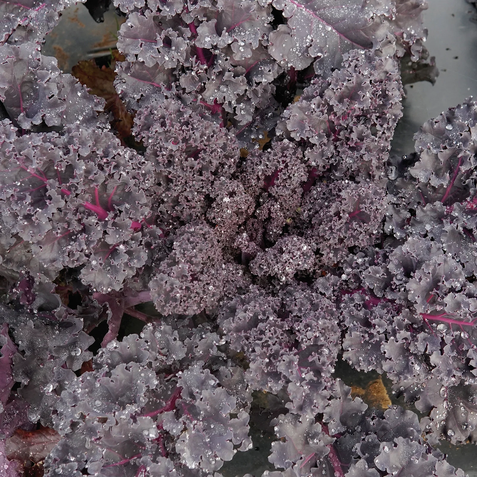 RUBYBOR - Image 3