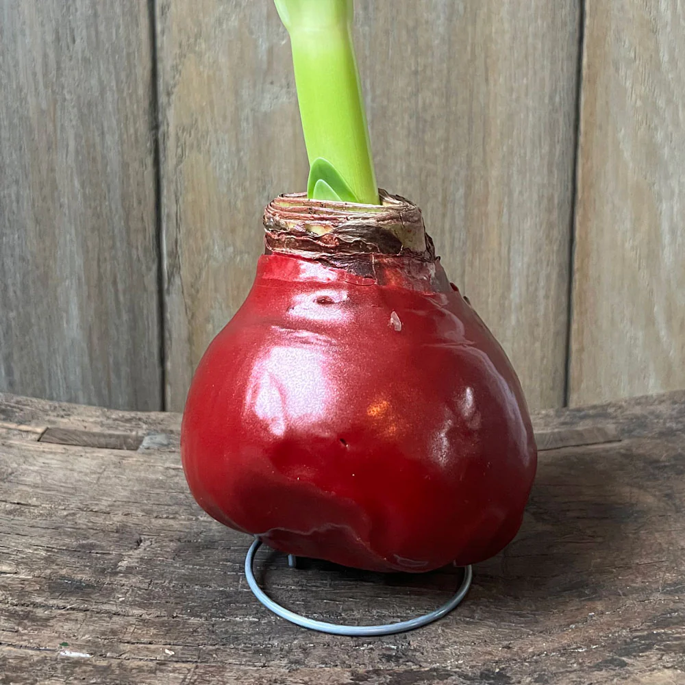 SHINY WAX AMARYLLIS
