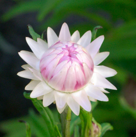 SILVERY ROSE