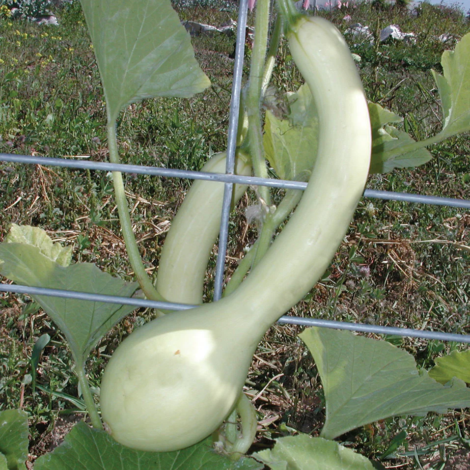 TROMBONCINO - Image 2