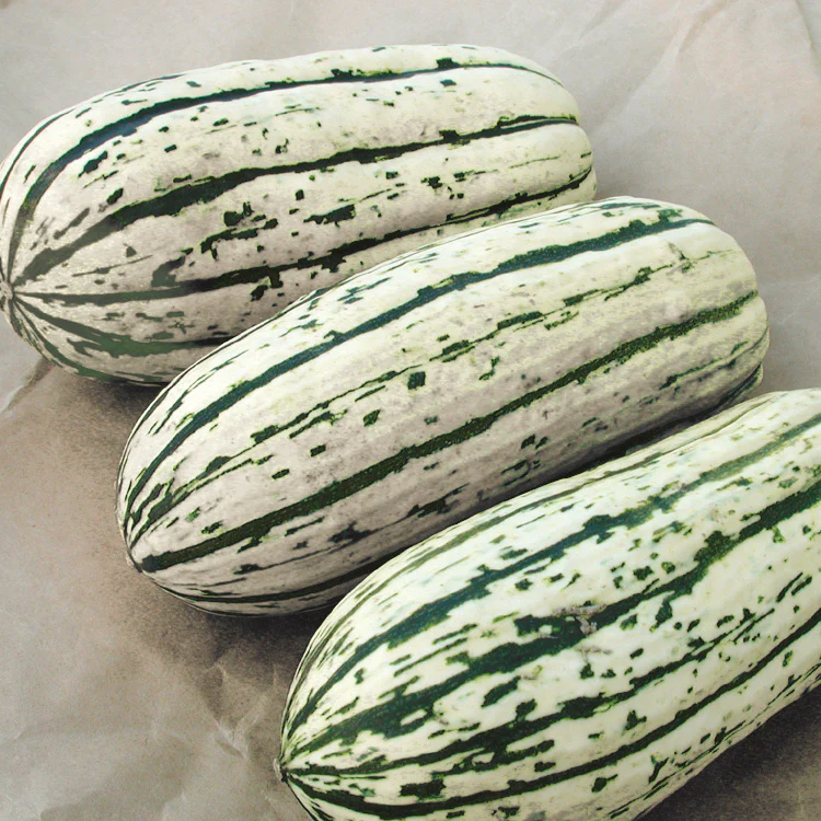 BUSH DELICATA - Image 3