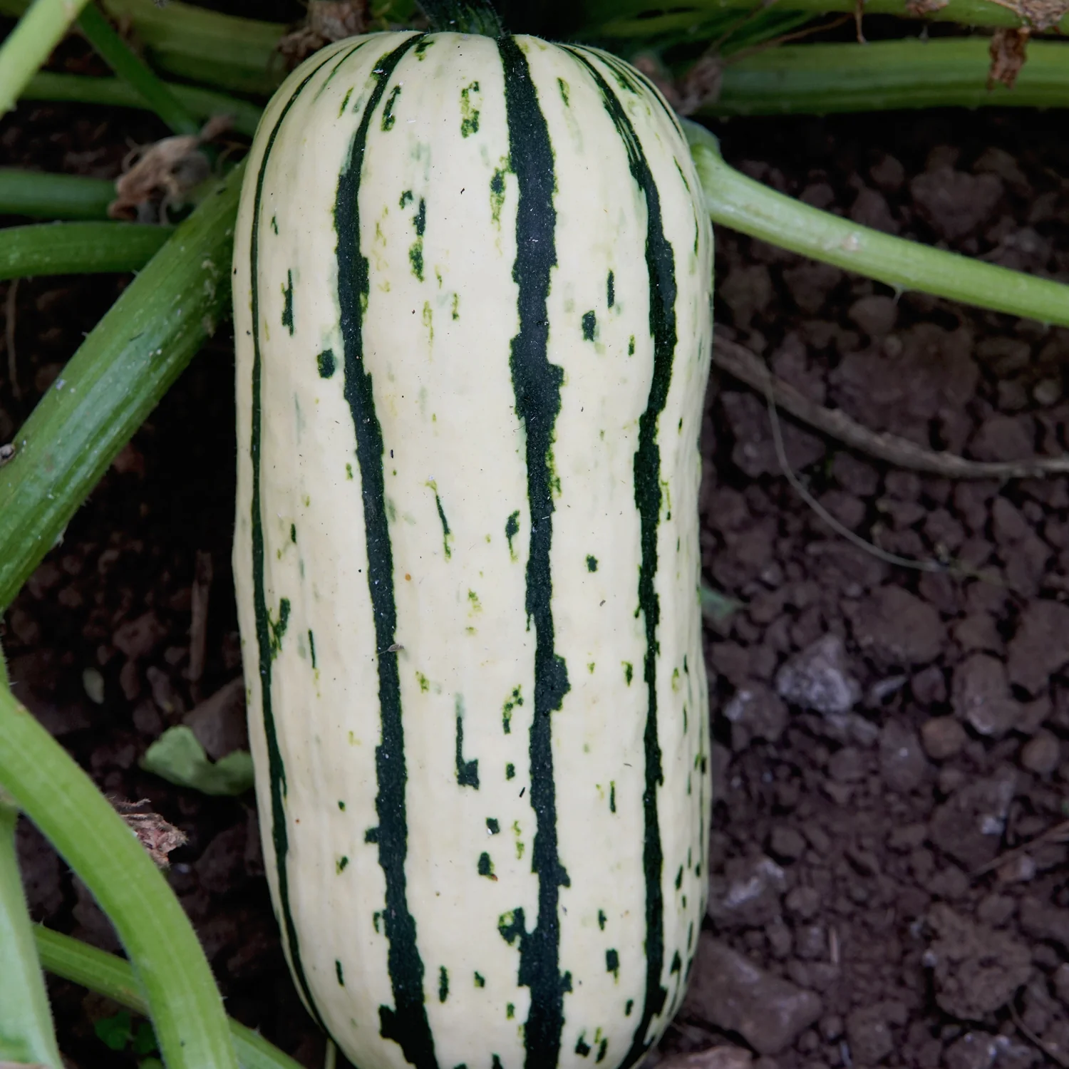 BUSH DELICATA - Image 4