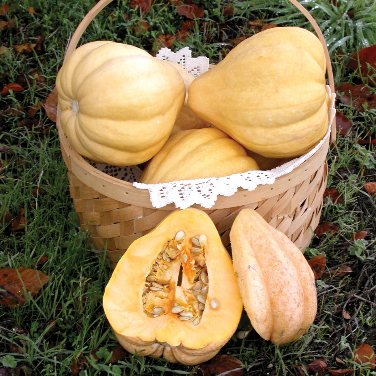 THELMA SANDERS' SWEET POTATO - Image 3