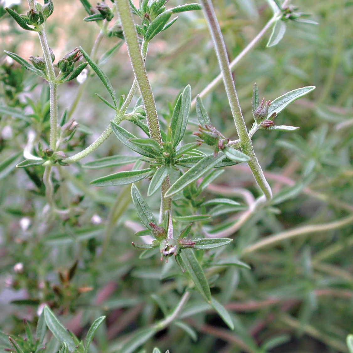 SUMMER SAVORY