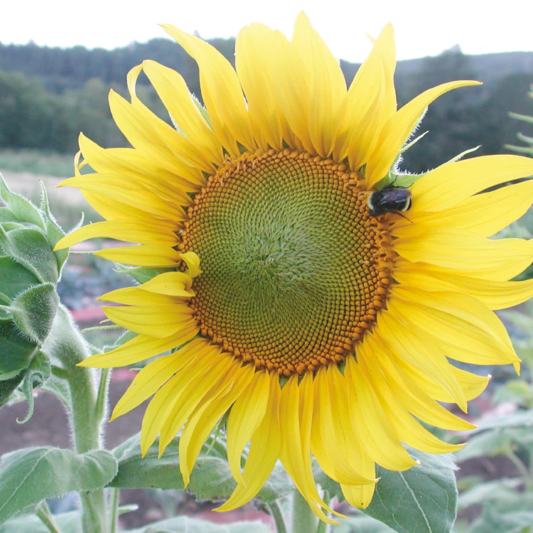 SUNSEED