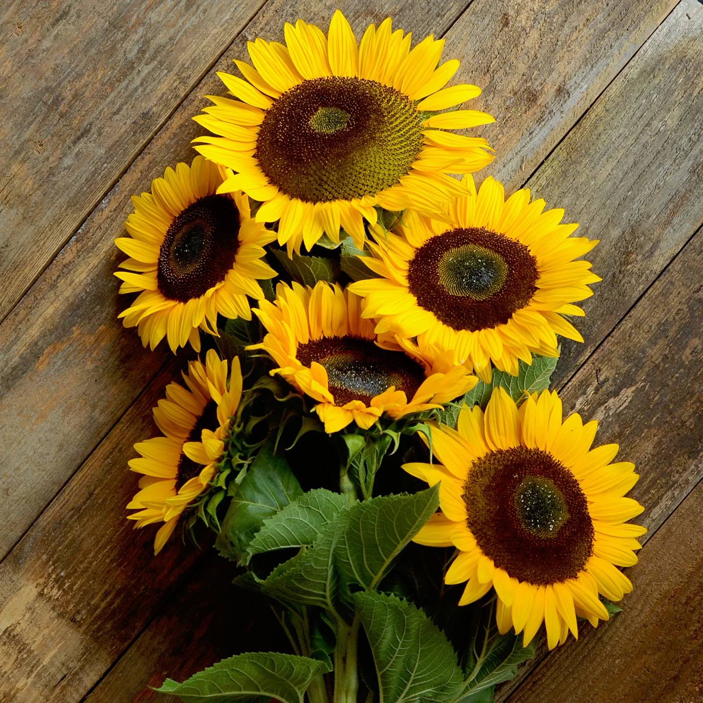 SUNRICH™ ORANGE SUMMER