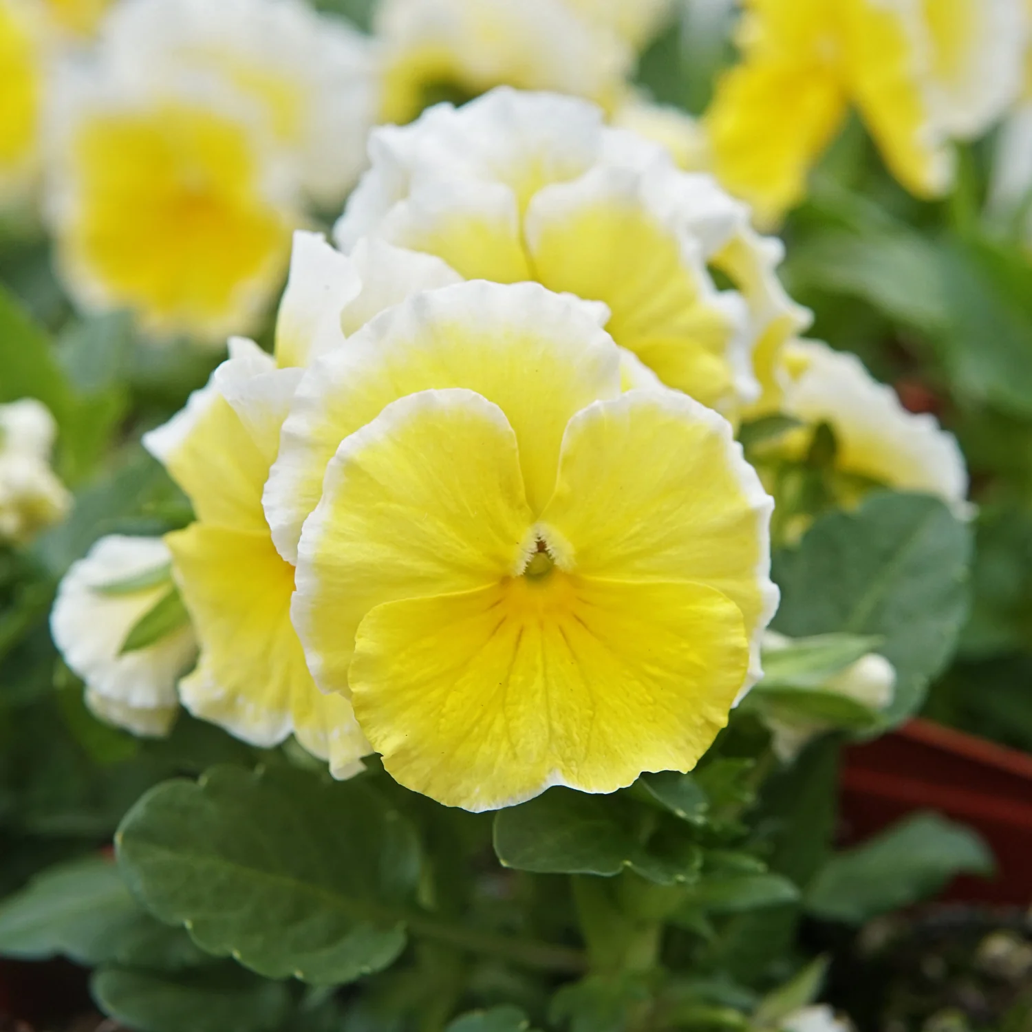 SUNSHINE - Image 3