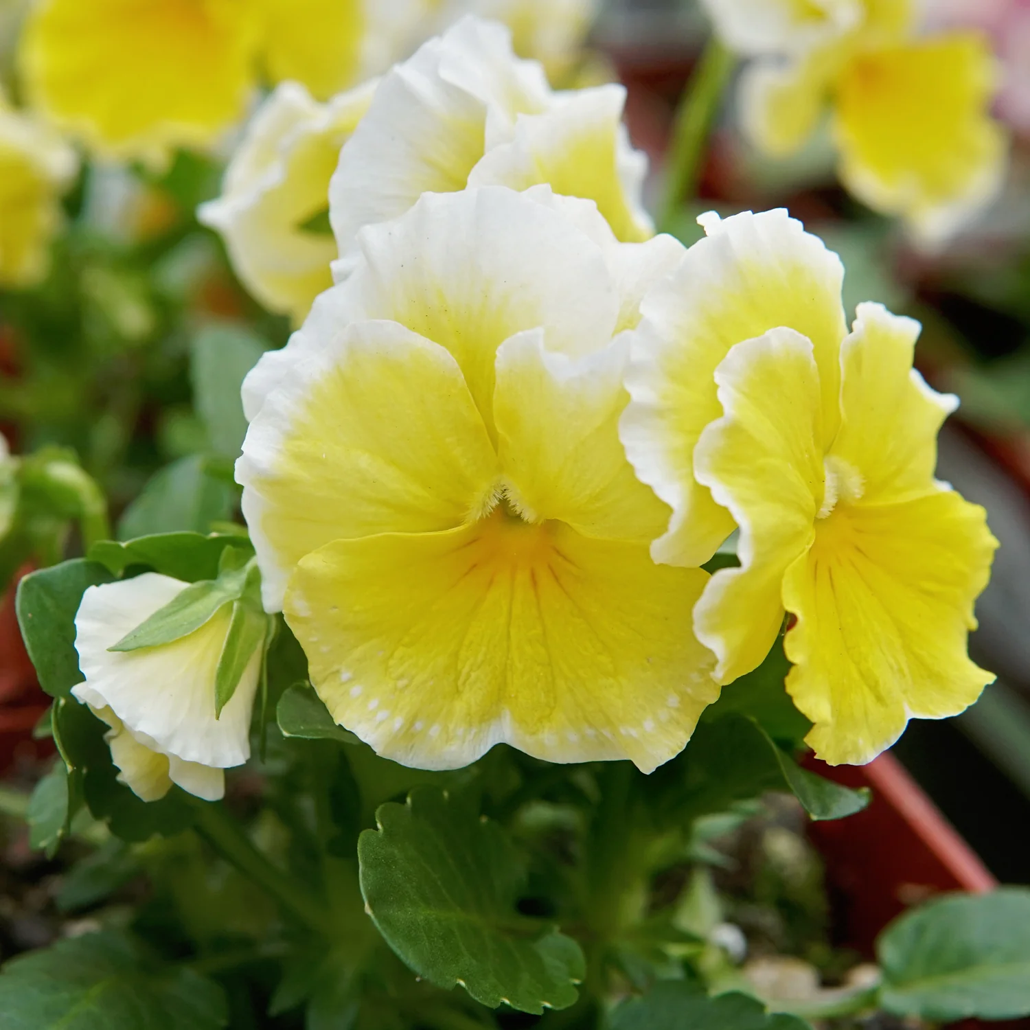 SUNSHINE - Image 4