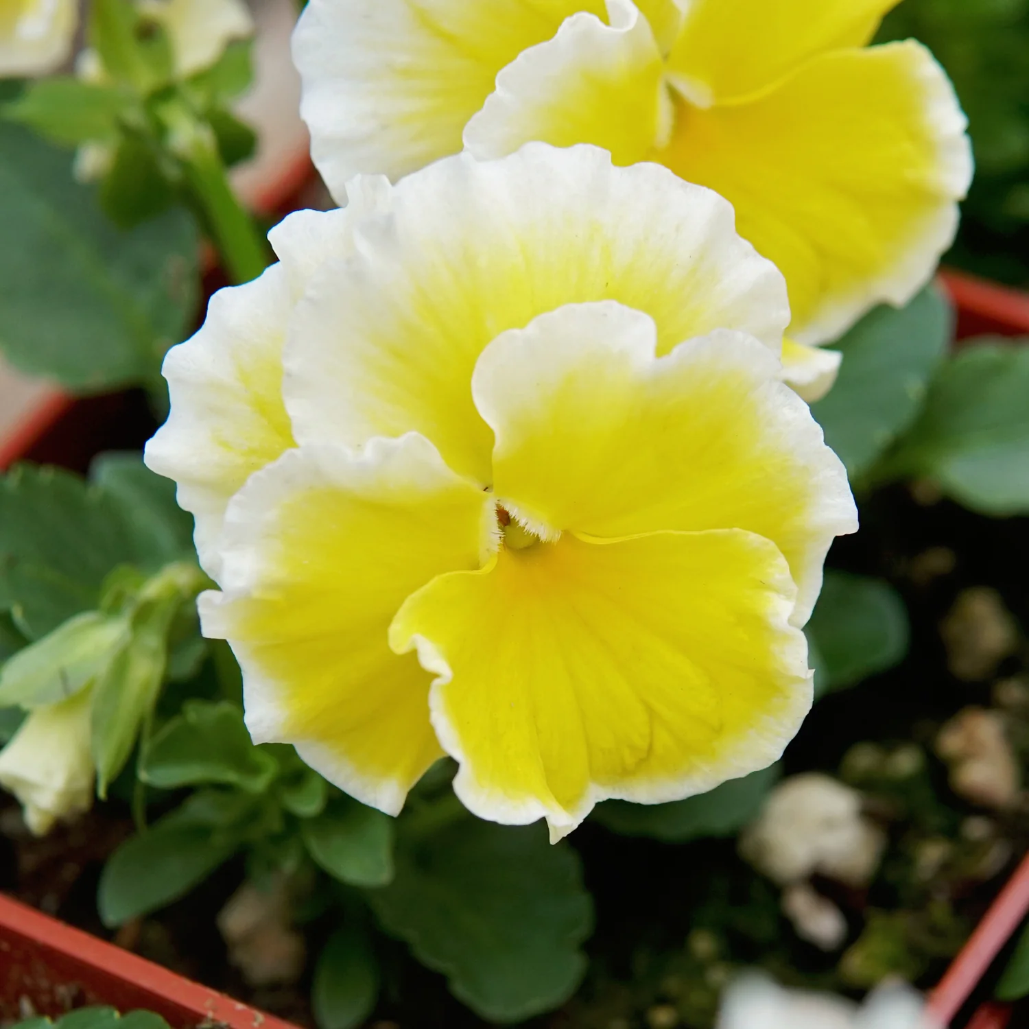 SUNSHINE - Image 5