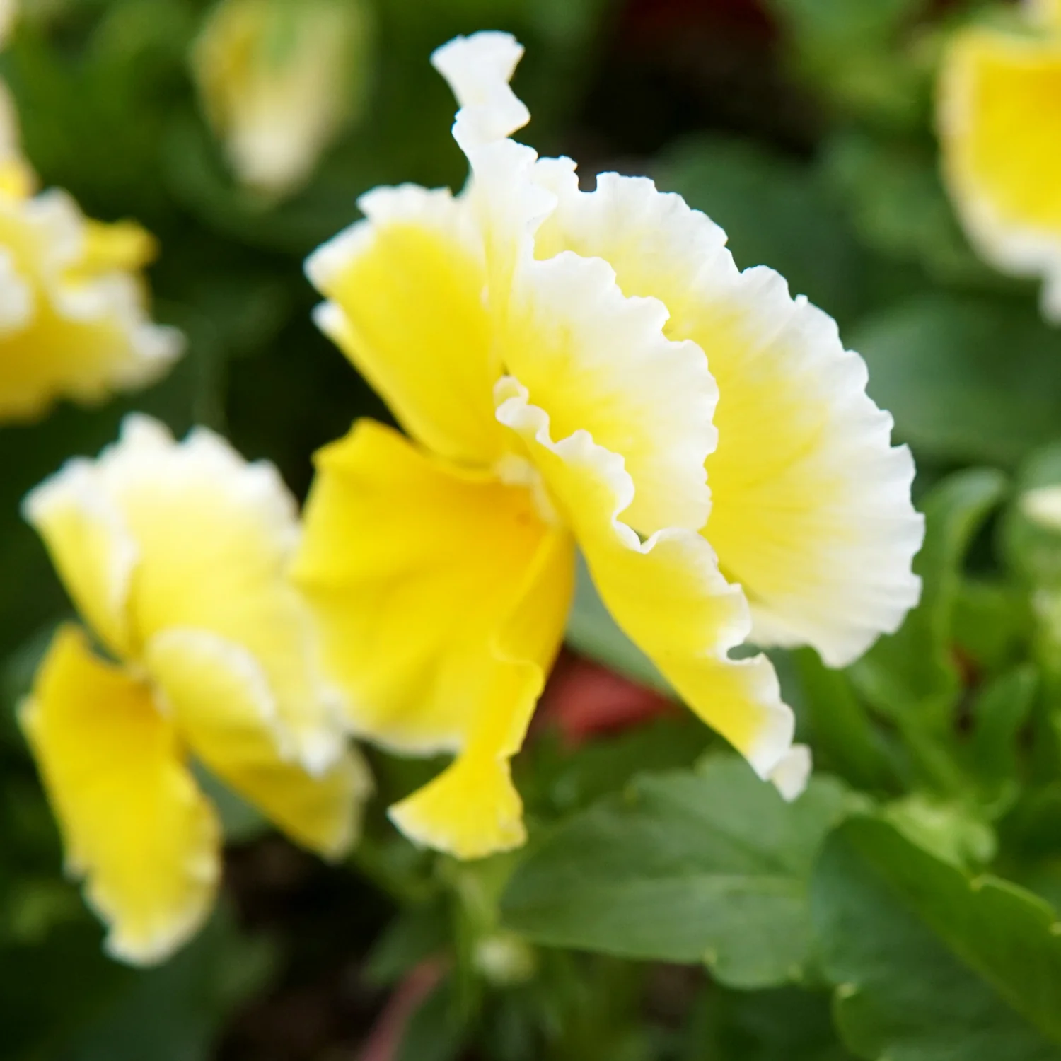 SUNSHINE - Image 6