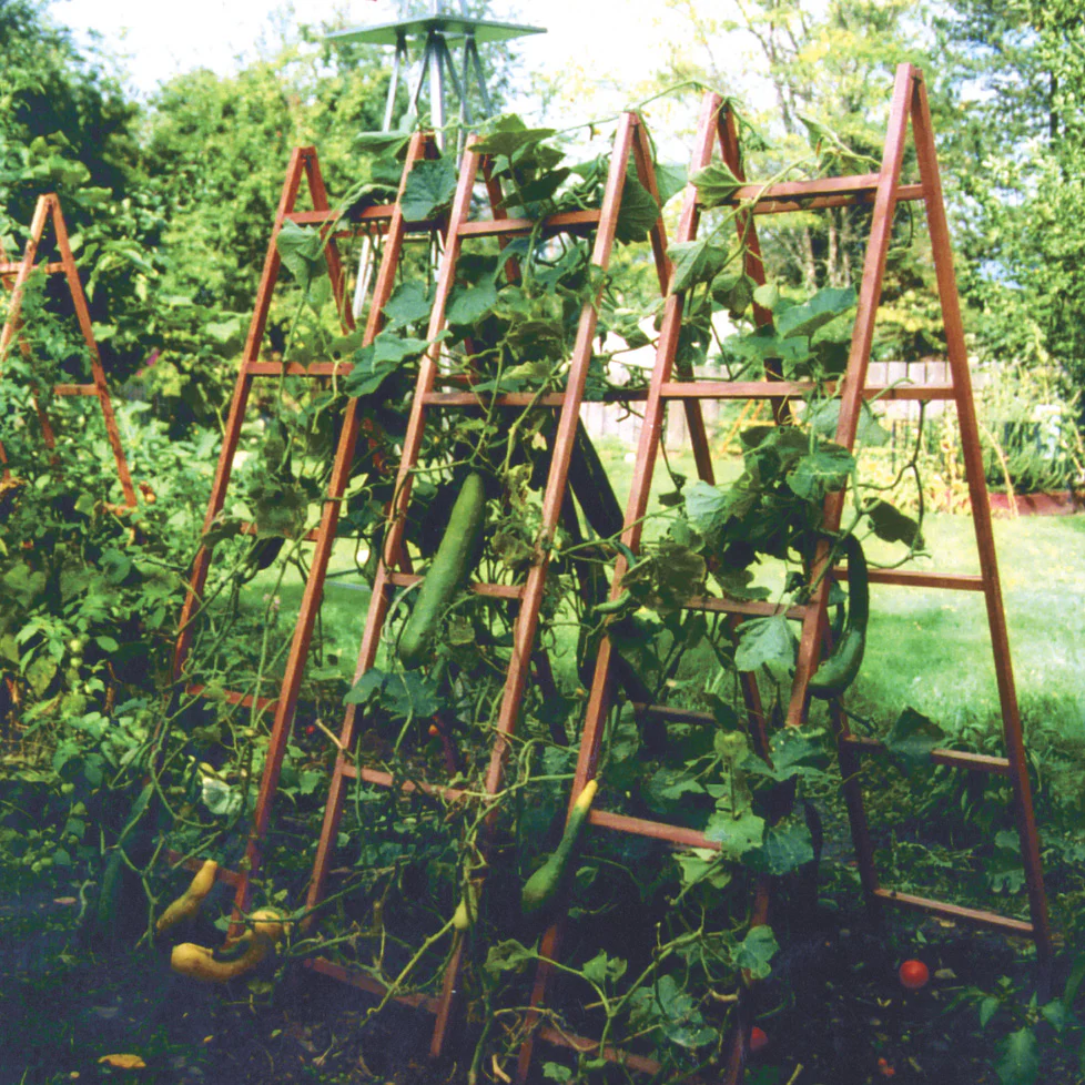 VEGETABLE TRELLISES - Image 2