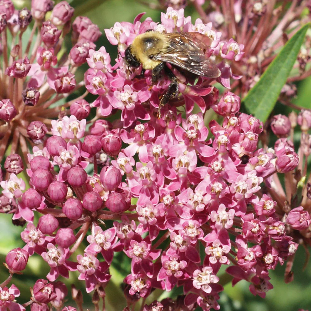SWAMP MILKWEED